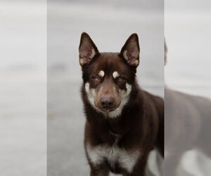 TACOMA - Male Siberian Husky Dog for Adoption