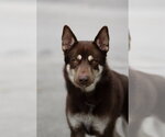 TACOMA - Male Siberian Husky Dog for Adoption - Small photo