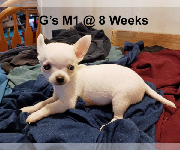 Medium Photo #3 Chihuahua Puppy For Sale in BELLE FOURCHE, SD, USA