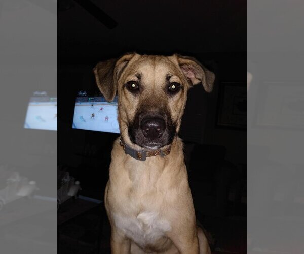 Medium Photo #2 Labrador Retriever-Unknown Mix Puppy For Sale in New York, NY, USA