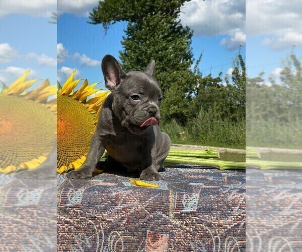 Medium Photo #5 French Bulldog Puppy For Sale in JERSEY CITY, NJ, USA