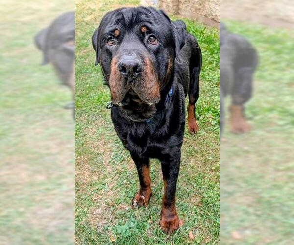 Medium Photo #1 Rottweiler Puppy For Sale in Akron, OH, USA