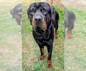Rottweiler Dogs for adoption in Akron, OH, USA