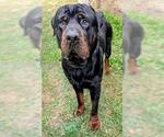 Small Rottweiler