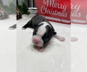 Boston Terrier Puppy for sale in WASHBURN, MO, USA