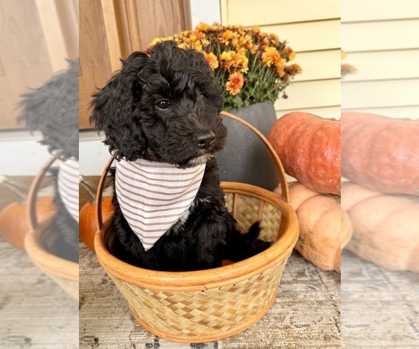 Medium Photo #3 Golden Mountain Doodle  Puppy For Sale in UPLAND, IN, USA