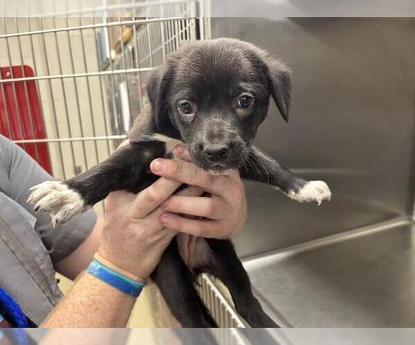 Medium Photo #1 Border Collie-Unknown Mix Puppy For Sale in Grand Prairie, TX, USA