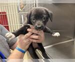 Small Border Collie Mix