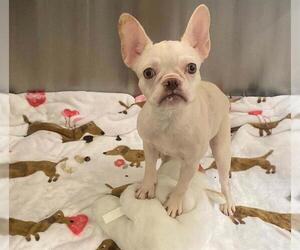 French Bulldog Dogs for adoption in Orange, CA, USA