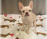 Small French Bulldog