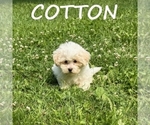 Cotton - Male Shih-Poo Puppy for Sale - Photo #2