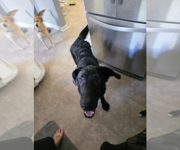 Medium Photo #2 Labrador Retriever-Unknown Mix Puppy For Sale in Evansville, IN, USA