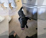 Small #1 Labrador Retriever Mix
