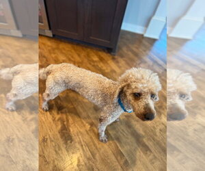 Rico - Male Poodle (Miniature) Dog for Adoption - Photo #3