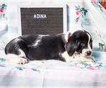 Small Photo #6 Australian Cattle Dog-Basset Hound Mix Puppy For Sale in WAKARUSA, IN, USA