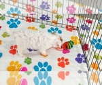 Small #5 Cavapoo (Miniature)-Poodle (Toy) Mix