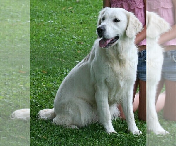 Medium Photo #2 English Cream Golden Retriever Puppy For Sale in MARSHFIELD, WI, USA