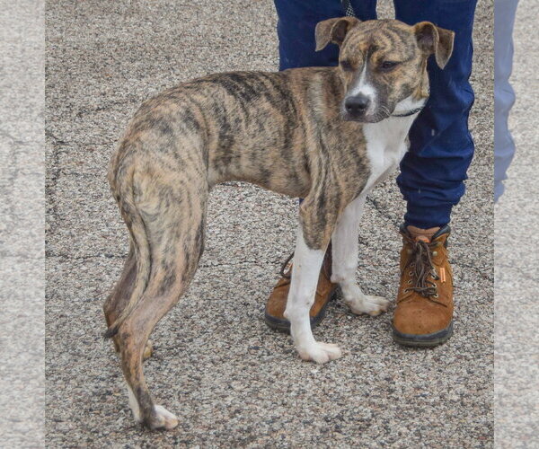 Medium Photo #4 Boxer-Whippet Mix Puppy For Sale in Huntley, IL, USA