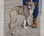 Small #3 Boxer-Whippet Mix
