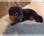 Small #8 German Shepherd Dog