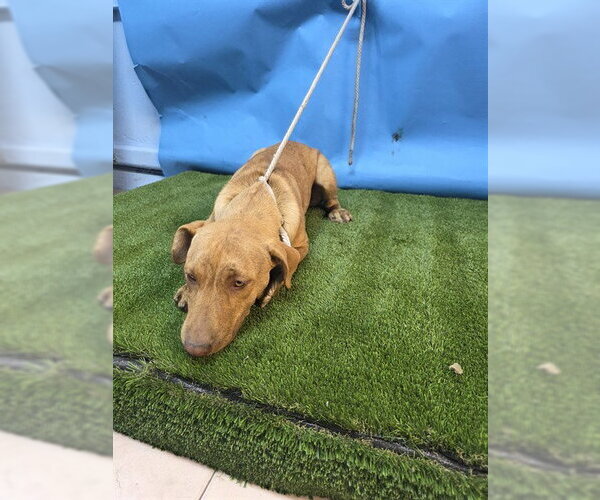 Medium Photo #1 Mutt Puppy For Sale in Downey, CA, USA