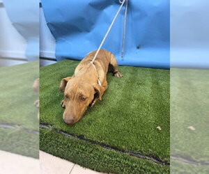 Mutt Dogs for adoption in Downey, CA, USA