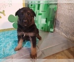 Small Photo #2 German Shepherd Dog Puppy For Sale in DRURY, MO, USA