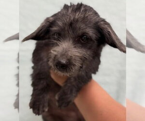 Dachshund-Unknown Mix Dogs for adoption in Canton, CT, USA