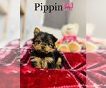 Small Photo #14 Yorkshire Terrier Puppy For Sale in COOKEVILLE, TN, USA