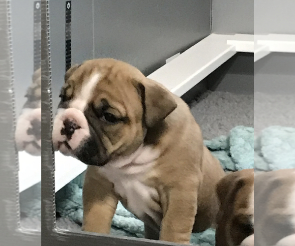Medium Photo #9 Bulldog Puppy For Sale in OAK RIDGE N, TX, USA