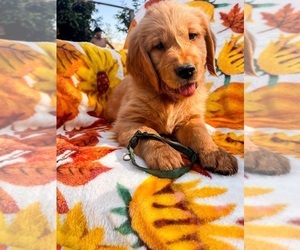 Golden Retriever Puppy for Sale in VISALIA, California USA