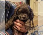 Small Photo #9 Cocker Spaniel Puppy For Sale in NEWARK, OH, USA