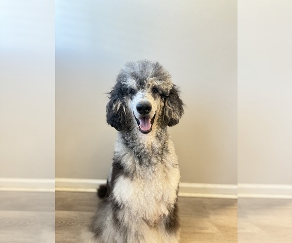 Medium Photo #1 Goldendoodle Puppy For Sale in CARTHAGE, TN, USA