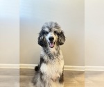 Small Photo #1 Goldendoodle Puppy For Sale in CARTHAGE, TN, USA