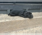 Puppy Dark green Cane Corso