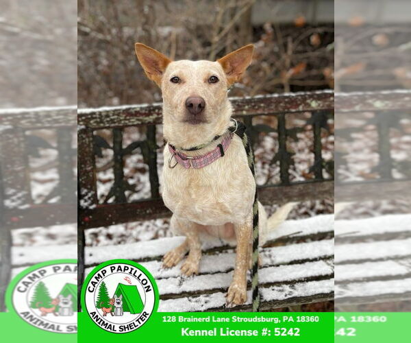 Medium Photo #2 Red Heeler-Unknown Mix Puppy For Sale in Stroudsburg, PA, USA