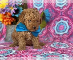 Goldendoodle (Miniature) Puppy for sale in LANCASTER, PA, USA