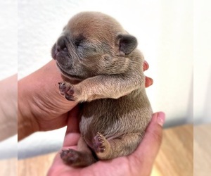 French Bulldog Puppy for sale in OJAI, CA, USA