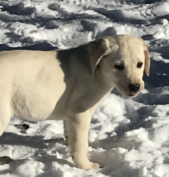 Medium Photo #1 Labrador Retriever Puppy For Sale in NEW ALBANY, PA, USA