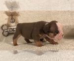 Small Photo #6 Olde English Bulldogge Puppy For Sale in CYNTHIANA, IN, USA