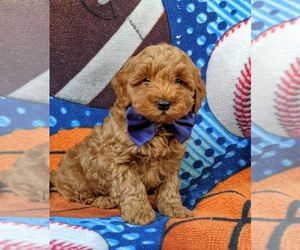 Cavapoo-Poodle (Miniature) Mix Puppy for sale in KIRKWOOD, PA, USA