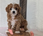 Small #5 Cavapoo (Miniature)