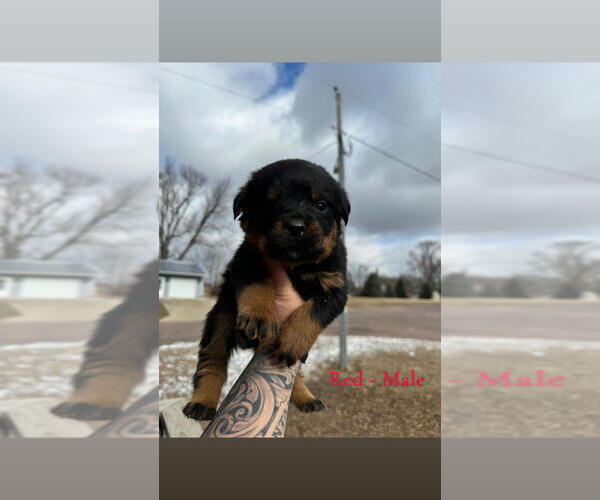 Medium Photo #4 Rottweiler Puppy For Sale in DOON, IA, USA