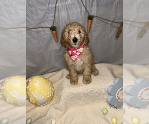 Poodle (Standard) Puppy for sale in OLD FORT, NC, USA