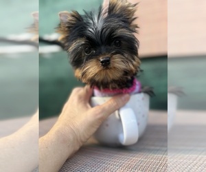Yorkshire Terrier Puppy for Sale in CORAL SPRINGS, Florida USA