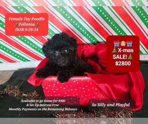 Poodle (Toy) Puppy for sale in TUCSON, AZ, USA