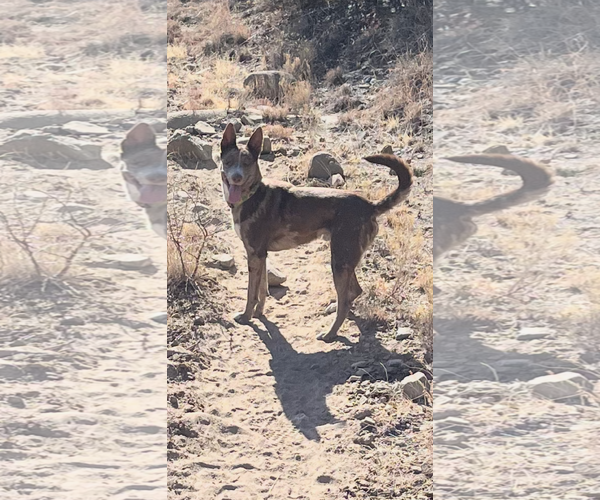 Medium Photo #4 Catahoula Leopard Dog-Unknown Mix Puppy For Sale in Chandler, AZ, USA