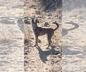 OLLIE #2 - Male Catahoula Leopard Dog-Unknown Mix Dog for Adoption - Photo #4