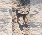 Small #3 Catahoula Leopard Dog Mix