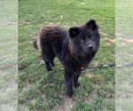Small #1 Chow Chow Mix